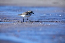 Bird On The Beach, Lesser Sand Plover, Plover Bird, Small Wader, Charadrius Mongolus.