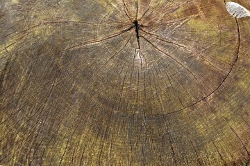 Tree trunk texture background, the cut tree trunk closeup, Stump of tree felled natural background, vintage natural background, trunk with annual rings. Slice wood.