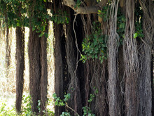 Hanging Aerial Roots Of A Huge Ficus