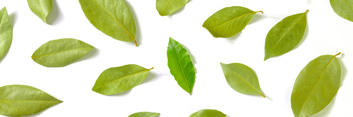 Wall Mural - Bay leaf panorama. A pattern of dry laurel leaves with one fresh and bright one, overhead flat lay shot on a white background, culinary panoramic banner