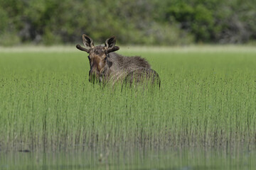 Poster - Young bull moose looking back