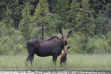 Sticker - Moose cow and baby calf