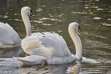 Sticker - Close-up of graceful white swans in the lake