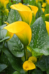 Wall Mural - Yellow inflorescences of Zantedeschia elliottiana, golden arum or calla lily, plants in flower 