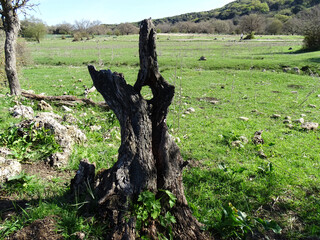 Closeup shot of dead pinyon tree in US southwest