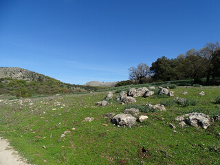 Wall Mural - Shot of feild with trees and rocks