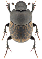 Poster - Onthophagus similis beetle specimen