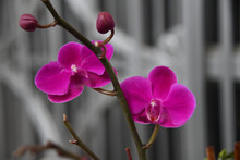 Closeup Shot Of Beautiful Pink Moth Orchids Growing, On A Blurry Background Of Buildings