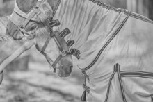 Grayscale Shot Of A Blindfold Horse Wearing A Horse Blanket Sniffing Another Horse