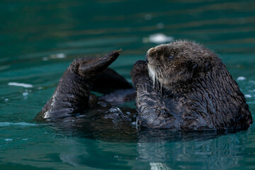 Poster - Closeup shot of a cute sea otter in the water