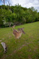 Vertical shot of two deers grazing in the field.