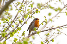 Robin In Natural Habitat