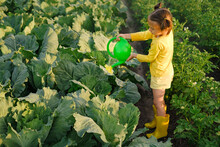 A Girl Is Watering Cabbage Growing In The Vegetable Garden. Agricultural Land With Various Plants And Vegetable Seedlings. A Kid In Yellow Rubber Boots Helps At Farmland.