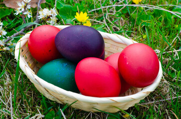 Wall Mural - Easter egg basket on green grass on sunny day. Stock image