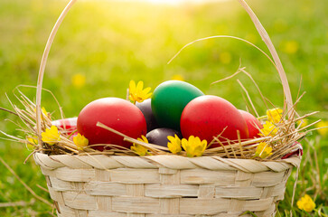 Wall Mural - Easter egg basket on green grass on sunny day. Stock image