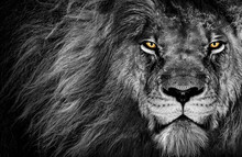 Grayscale Shot Of A Lion With Yellow Eyes Staring Aggressively At The Camera Showing Its Strength