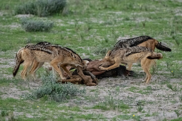 Wall Mural - Jackals eating a buffalo carcass 