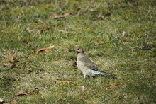 Adorable Northern Flicker In The Green Grass