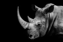 Grayscale Shot Of An African Rhino On A Black Background