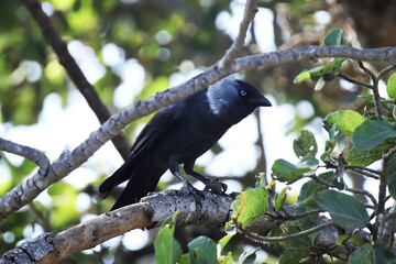 Closeup shot of a western jackdaw perching on a tree branch against a blurred background