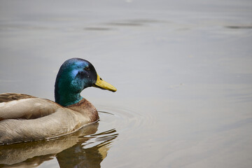 Sticker - Closeup shot of a Mallard duck swimming in the lake