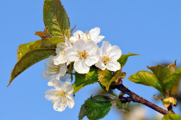 Wall Mural - Kirschblüten im Frühjahr