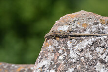 A Lizard, Wall Lizard (Podarcis Muralis), Sunbatching On A Rock