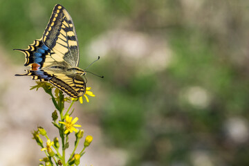 Wall Mural - Macro shot of a Maltese Swallowtail Butterfly, Papilio machaon melitensis, feeding on yellow flowers