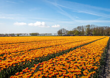Large Field With Yellow-red Flamed Flowering Tulips. The Photo Was Taken On A Sunny Spring Day On The Former Dutch Island Goeree-Overflakkee, In The Province Of South Holland.