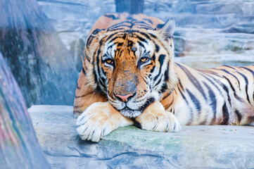 Poster - Closeup of the beautiful tiger lying on the stone in the zoo.