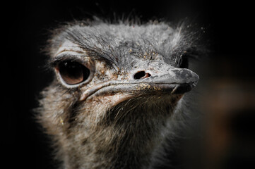 Canvas Print - Closeup of an ostrich's head on dark background.