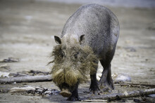 Close-up Of Bornean Bearded Pig On The Beach