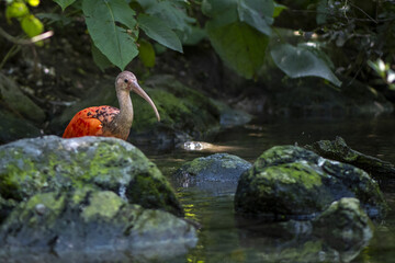 Wall Mural - Close-up shot of a Scarlet ibis in a forest river