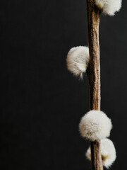 Sticker - Close-up shot of a Willow branch isolated on a black background