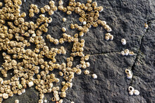 Closeup Of A Group Of Barnacle Shells On A Rock In Iceland