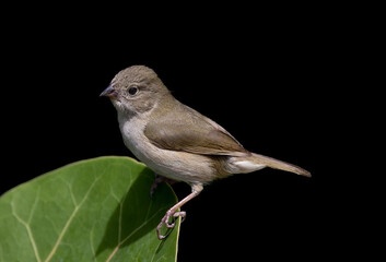 Canvas Print - Closeup shot of a Dull colored grassquit bird standing on a green leaf isolated on black background