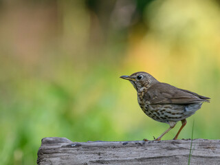 Canvas Print - Close - up portrait of a forest bird - song thrush, on a branch on a sunny day