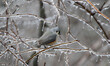 © NatureView - Tufted Titmouse