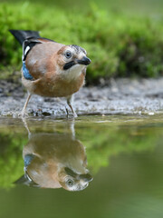 Sticker - Vertical shot of Eurasian jay drinking water from a small puddle in the forest