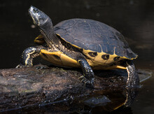 Selective Focus Shot Of A Red-eared Turtle On A Log In The Great Dismal Swamp, Virginia