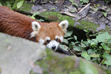 Wall Mural - Closeup of a cute red panda looking at the camera in a zoo