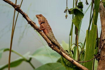 Sticker - Close-up of gorgeous gecko on tree branch