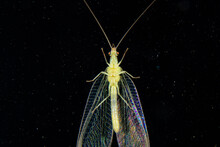 Common Green Lacewing On The Window Against The Dark Sky In Basel, Switzerland