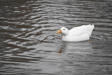 Lone White Duck Floating On A Calm Pond