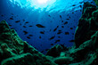 underwater life in mediterranean sea