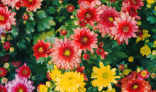 Closeup Shot Of Blanket Flowers Blossoming In The Garden