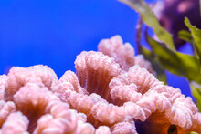 Closeup Shot Of Beautiful Pink Corals Underwater