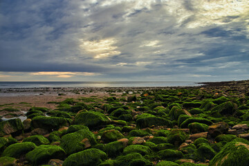Rocky shore with algae on rocks under a cloudy sky at sunset