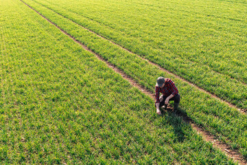 Wall Mural - Aerial view of male farmer squatting and checking wheat crop seedling plantation