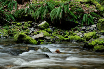 Closeup shot of a fast-flowing river stream with smooth silky water in Goldstream park